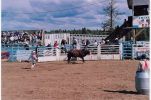 Bull Riding